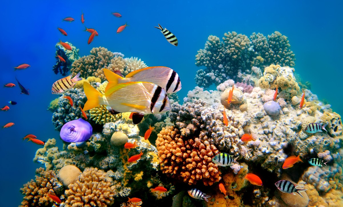 Barriere coralline: tutti i numeri del collasso di questi ecosistemi marini fragili