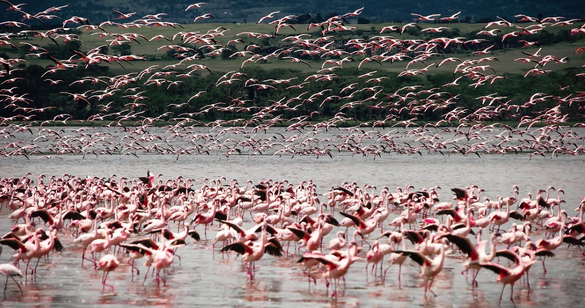 Tutela della biodiversità: il vertice IUCN lancia l’allarme rosso