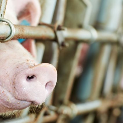 Rinnovabili • Food Systems Summit: i lobbisti della carne in azione