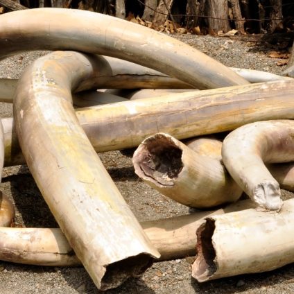 Rinnovabili • Traffico illecito di animali selvatici: in ripresa nonostante la pandemia