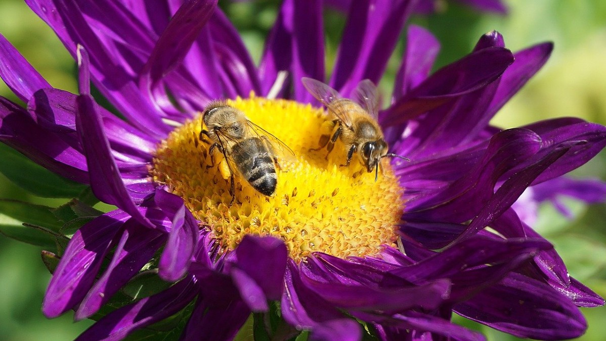 Glifosato: la Francia a processo per mancata tutela della biodiversità