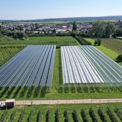 Rinnovabili • agrivoltaico