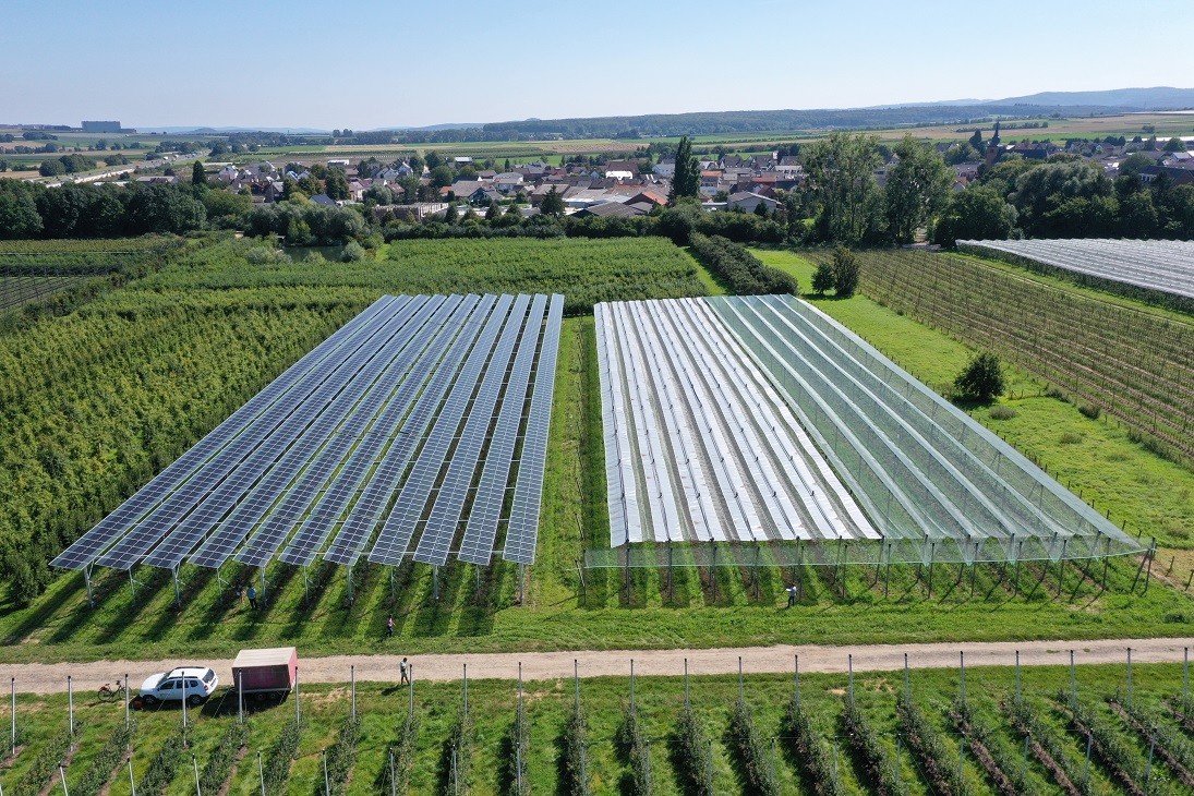 Agrivoltaico, i moduli solari possono proteggere le colture?