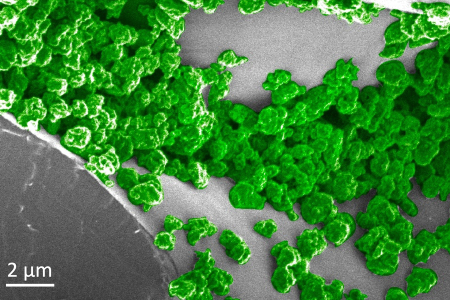 piante luminose
