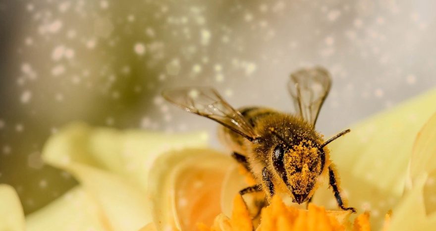 Rinnovabili • impollinazione