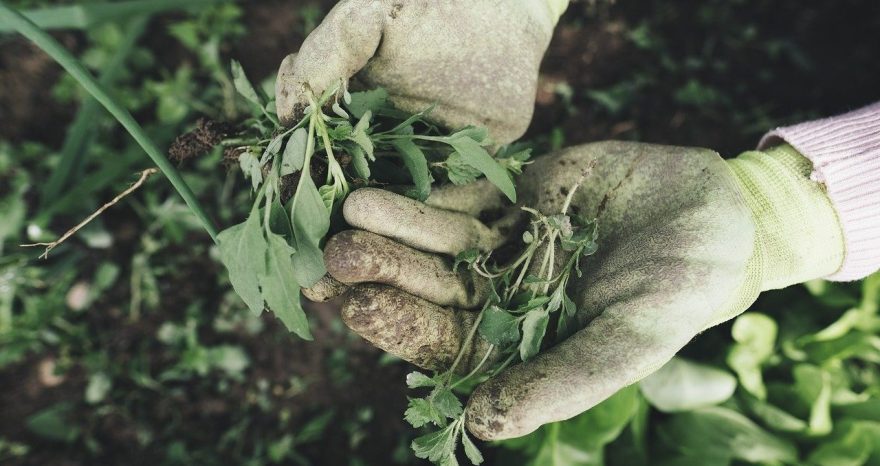 Rinnovabili • giovani agricoltori