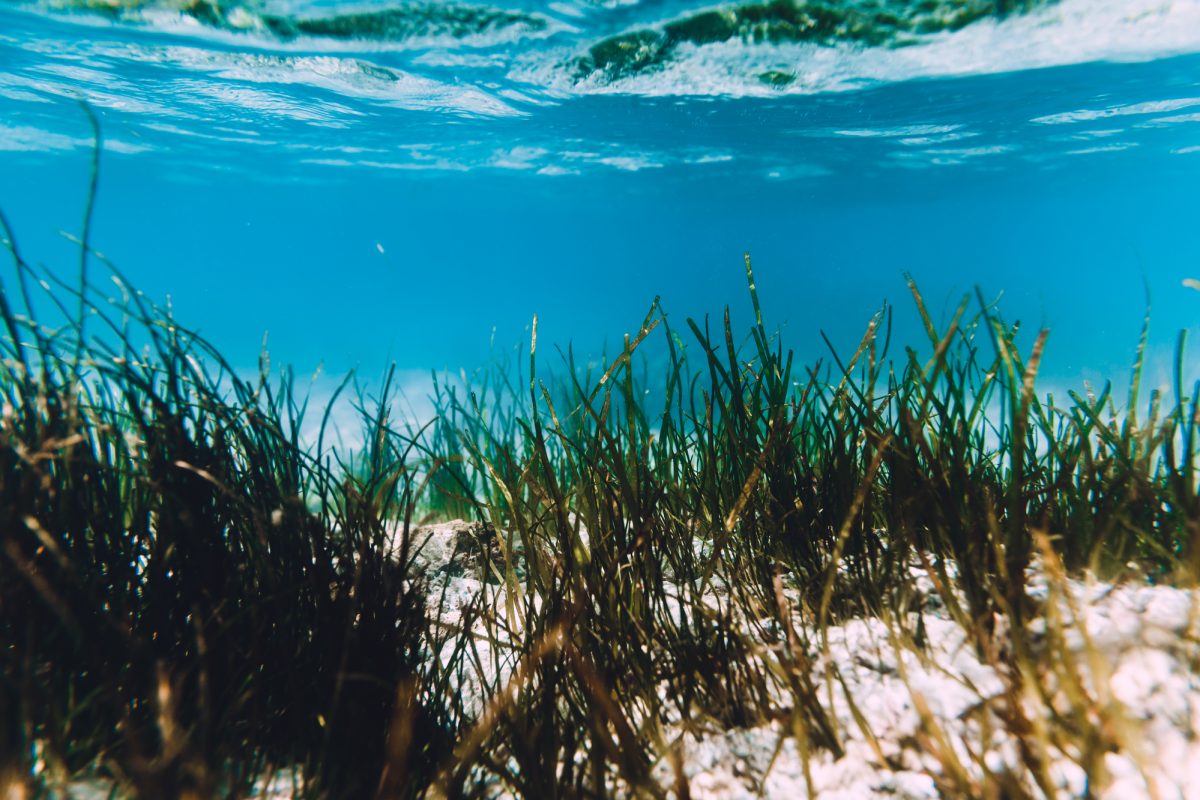 Rinnovabili • raccolta-energia oceanica