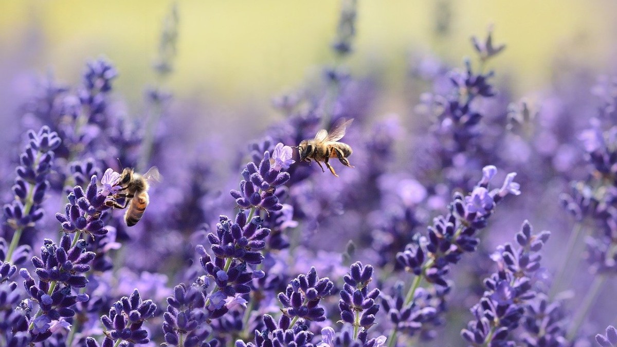 Api e insetti impollinatori in declino 