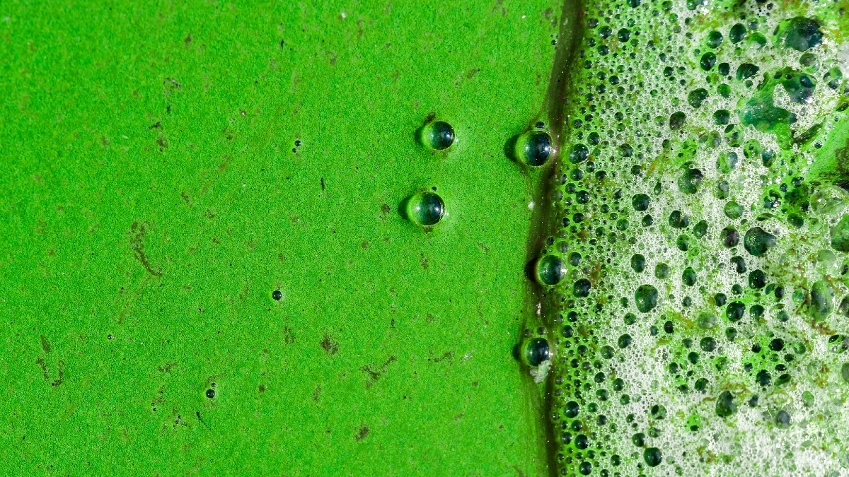 Rinnovabili • Inquinamento da nitrati: la qualità dell’acqua in UE