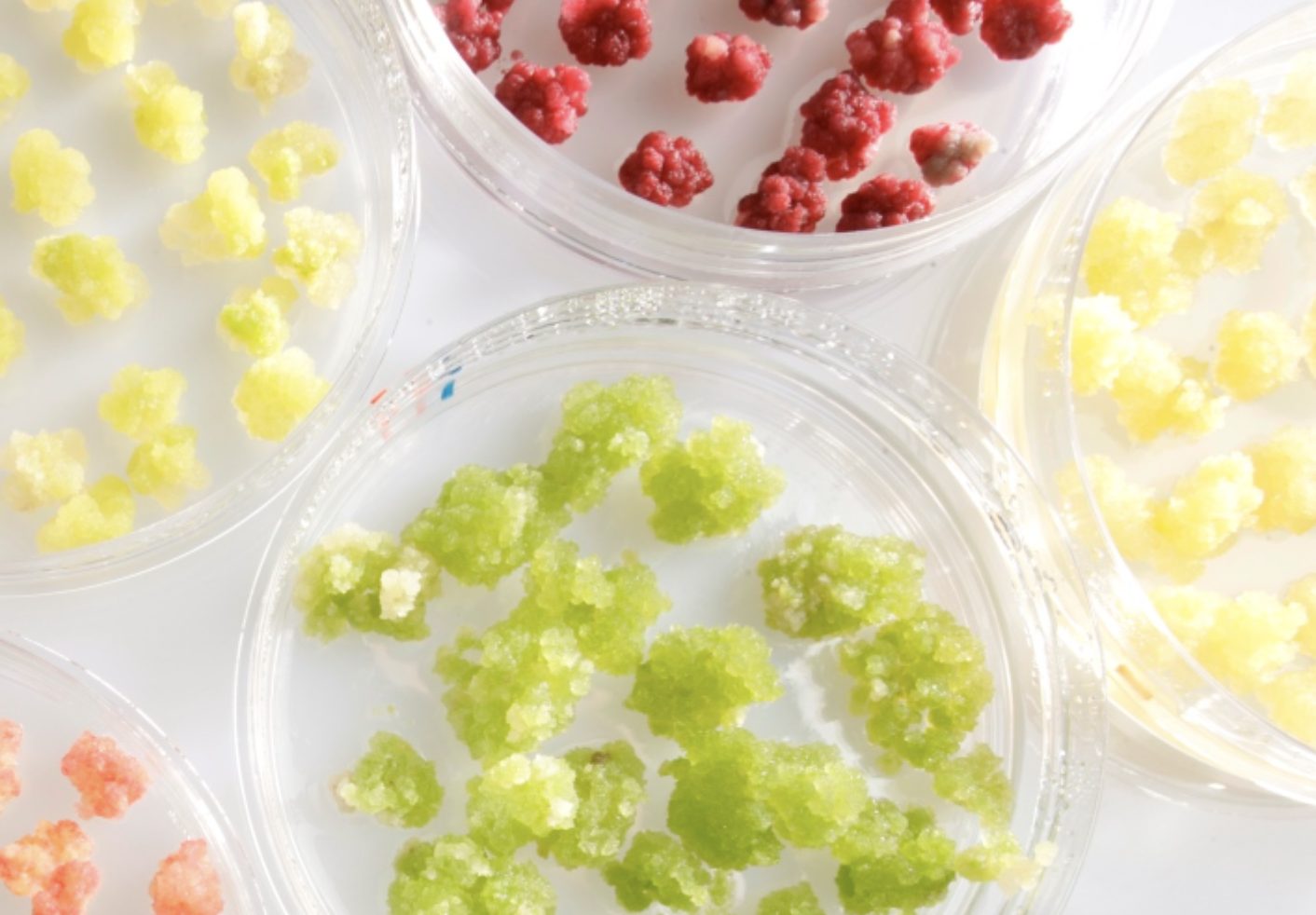 InnCoCells