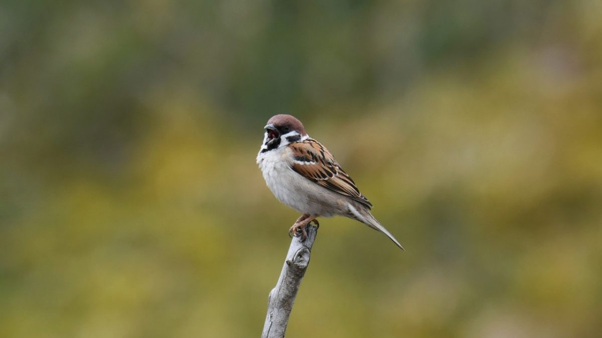 avifauna