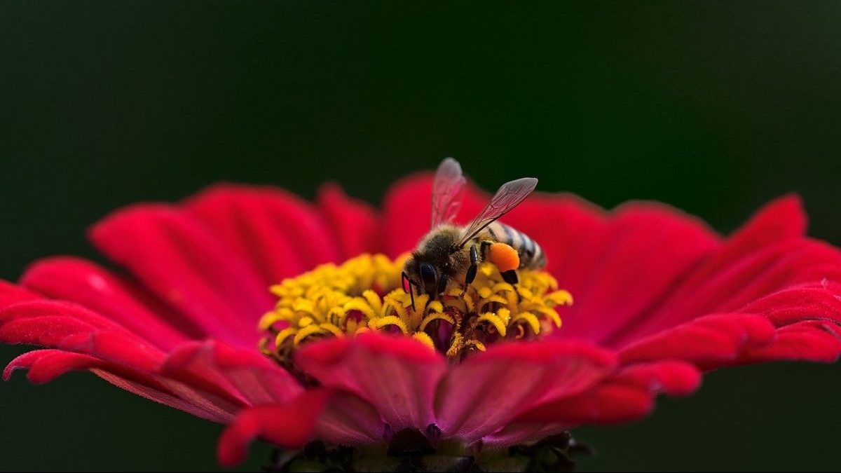 insetti impollinatori