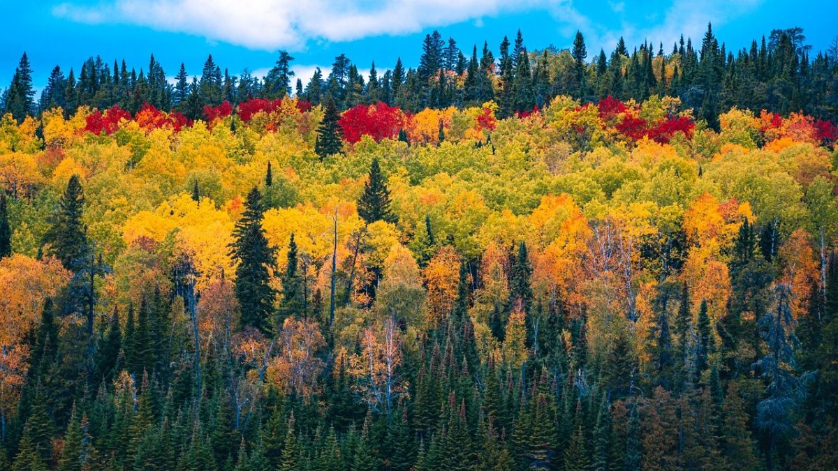 Rinnovabili • Soluzioni basate sulla natura: Unep, il potenziale al 2050