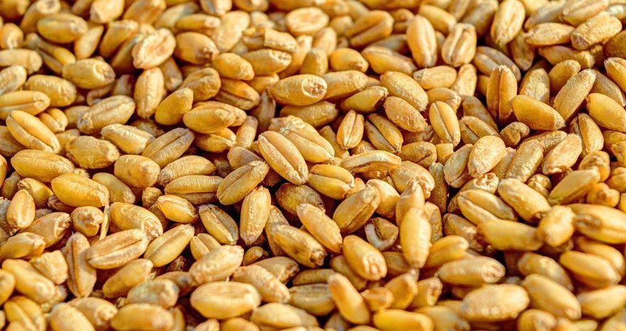 Rinnovabili • LIFE SEEDFORCE