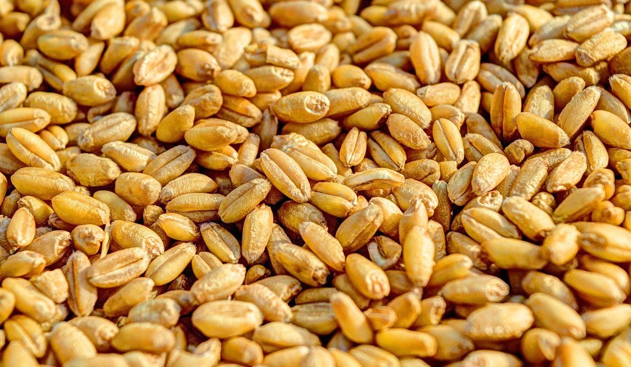 LIFE SEEDFORCE