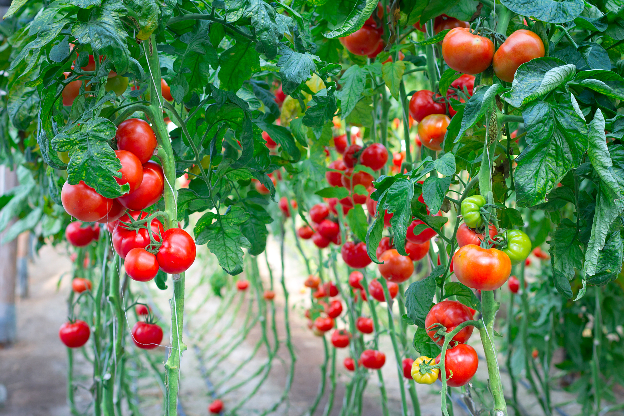 pomodoro italiano