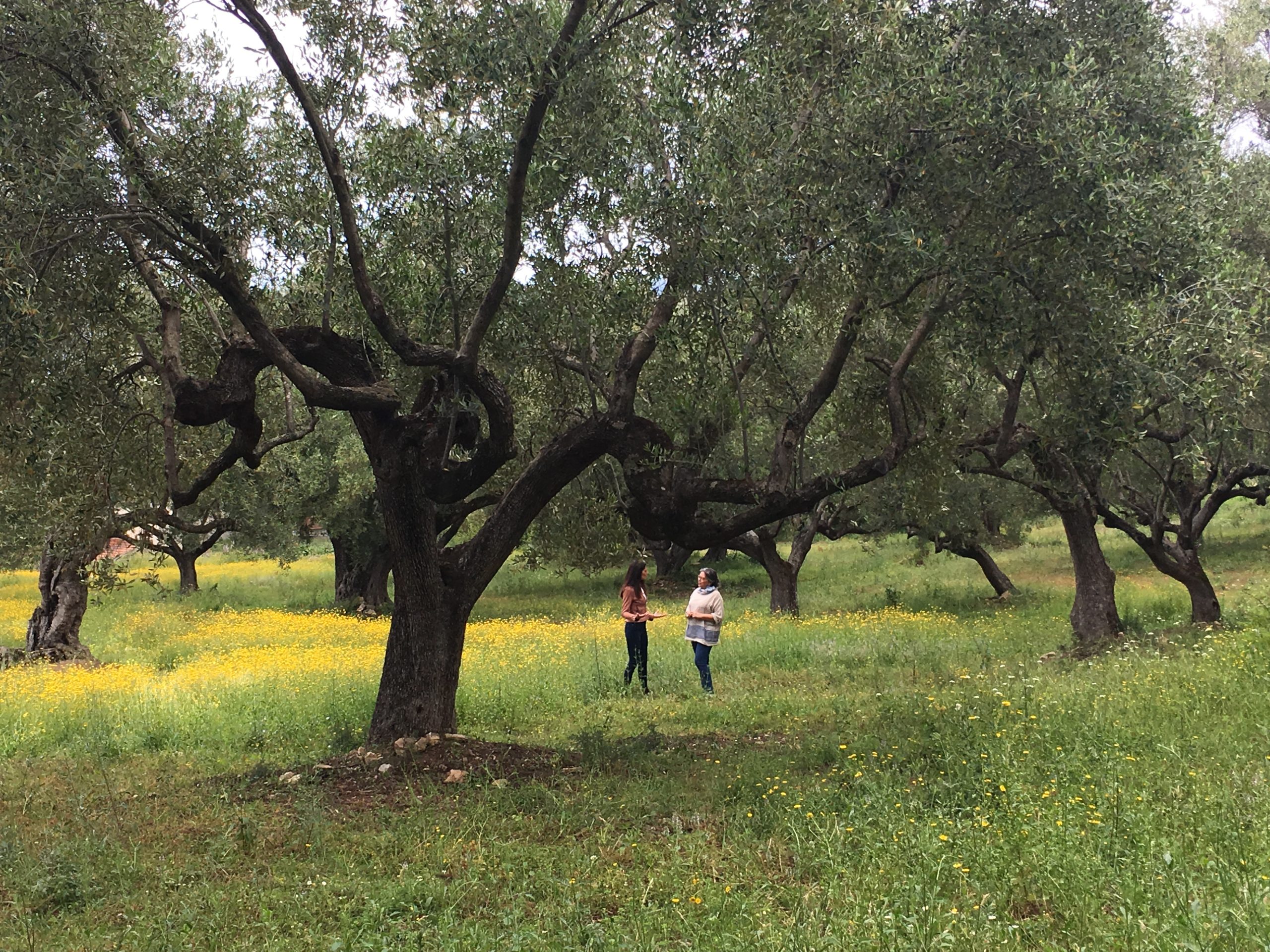 Tenuta Colline di Zenone