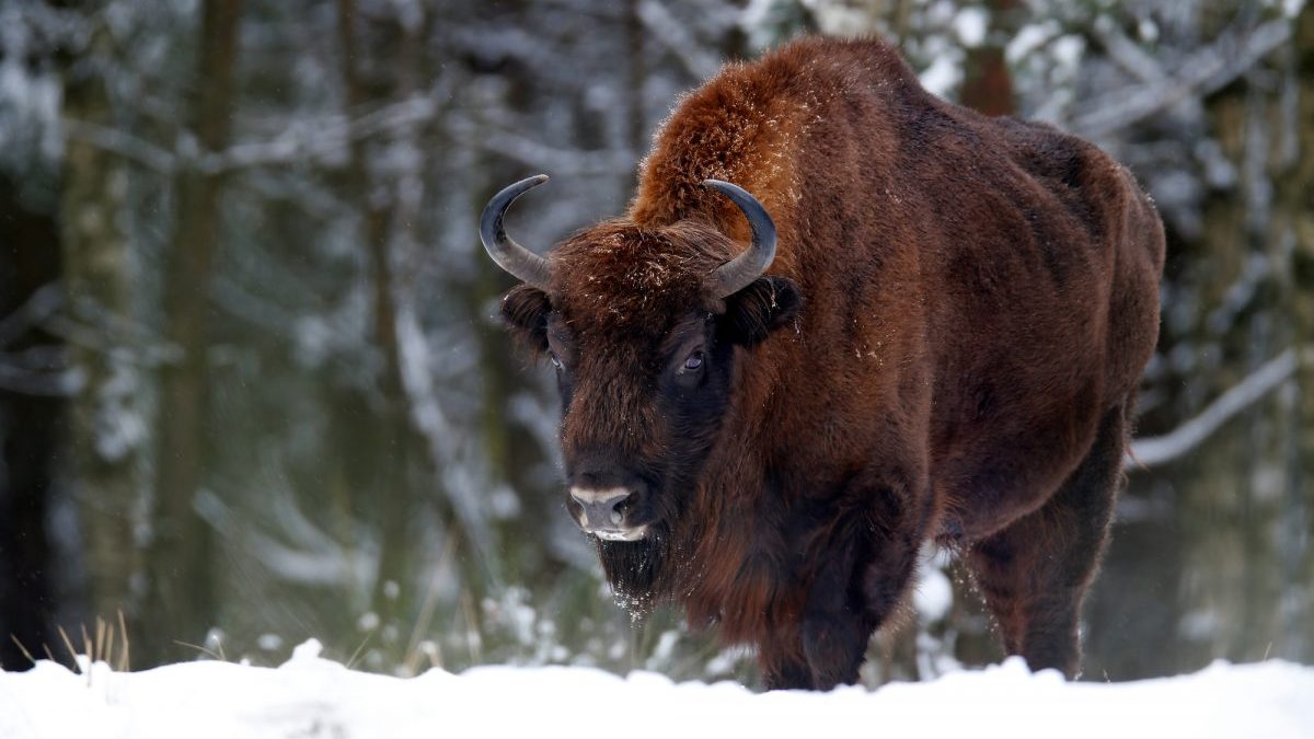 Foresta di Bialowieza: l’impatto sulla biodiversità del muro polacco anti-migranti