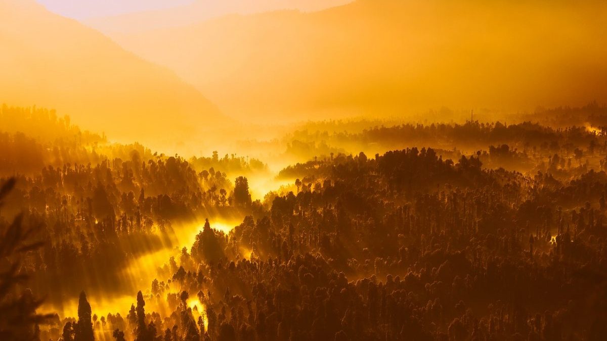 foreste secondarie