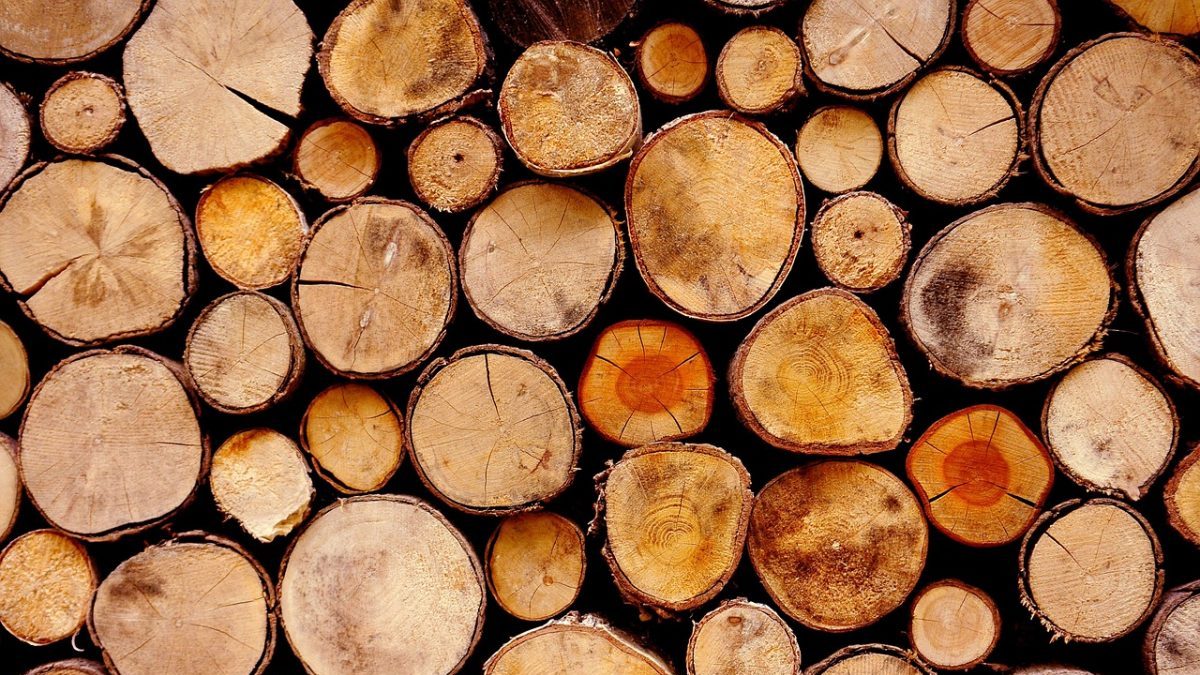 logging illegale
