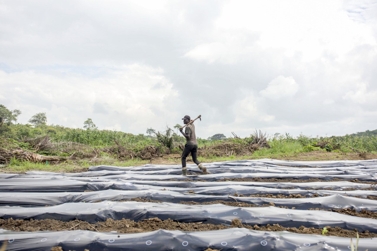 Plastica in agricoltura