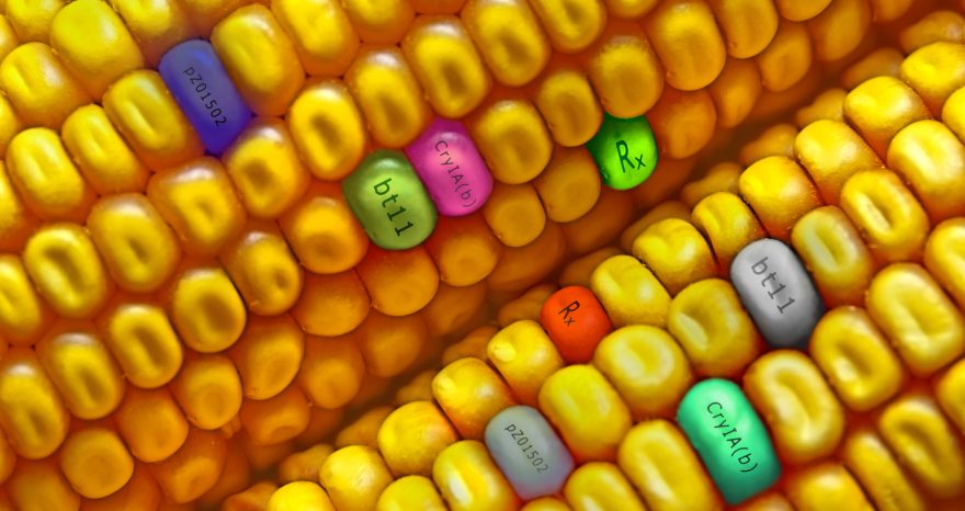 Rinnovabili • alimenti bioingegnerizzati