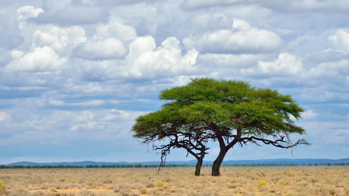 Deforestazione, WWF: l’UE deve proteggere tutti gli ecosistemi