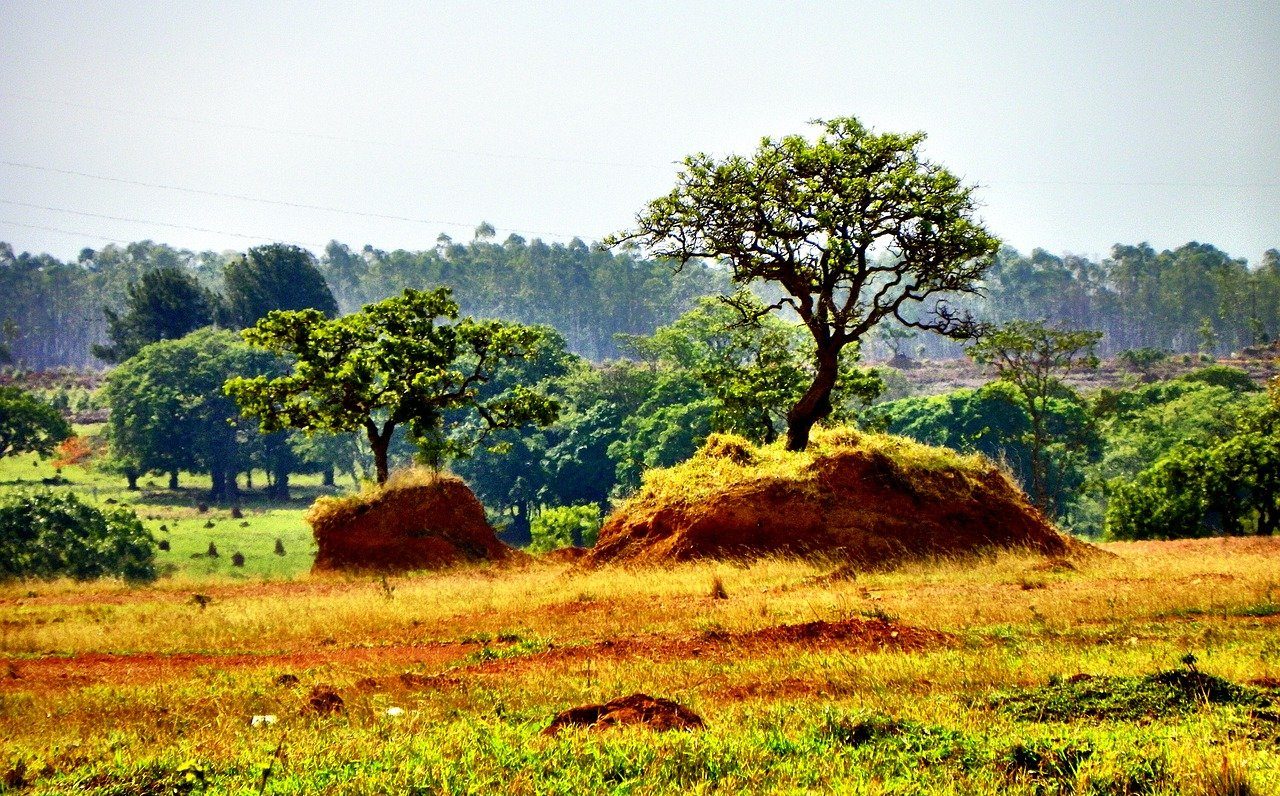 deforestazione del Cerrado