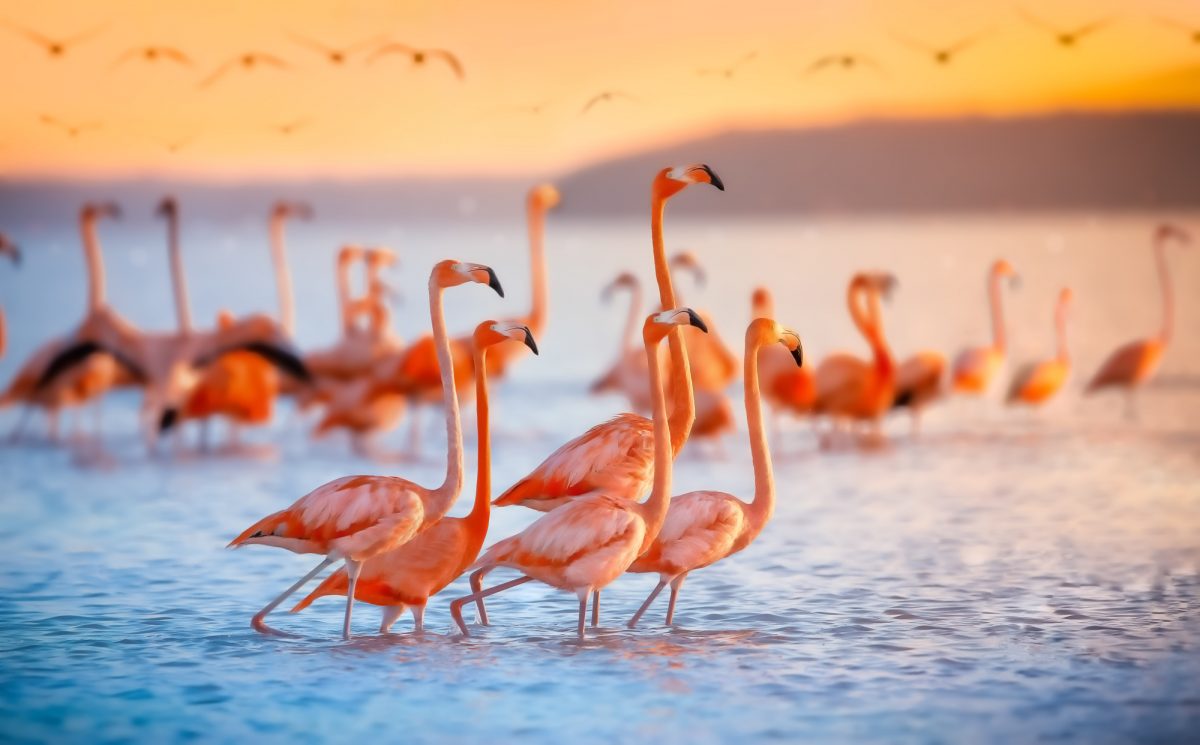 Giornata mondiale delle zone umide: il 2 febbraio è il World Wetlands Day