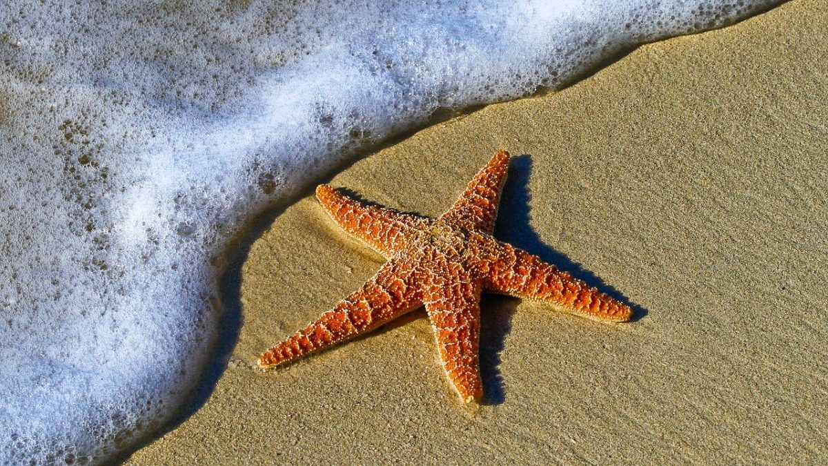 Ondate di calore marino: ormai colpiscono regolarmente oltre metà degli oceani