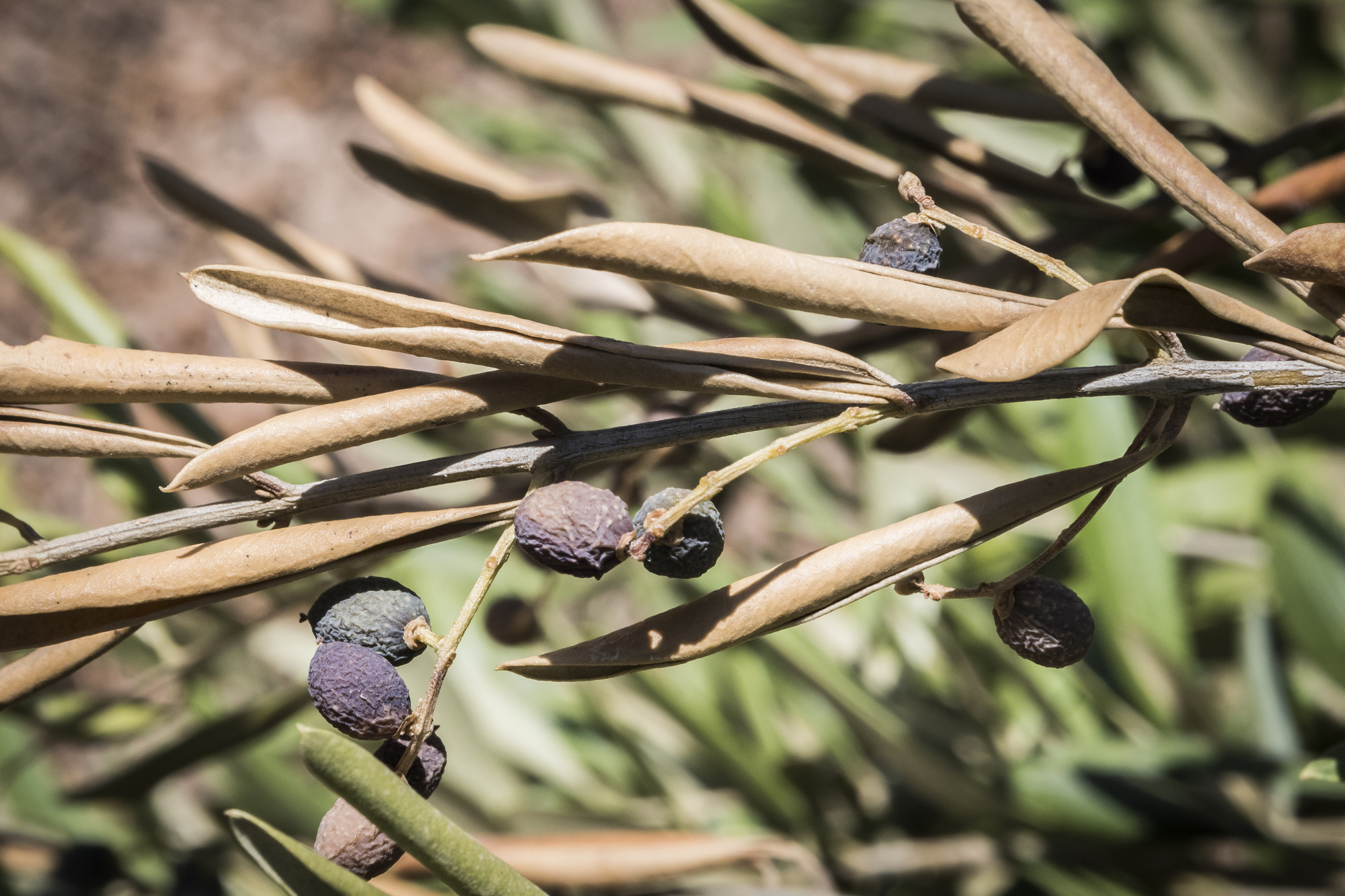 Xylella fastidiosa