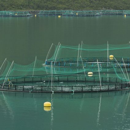 Rinnovabili • filiere ittiche e acquacoltura