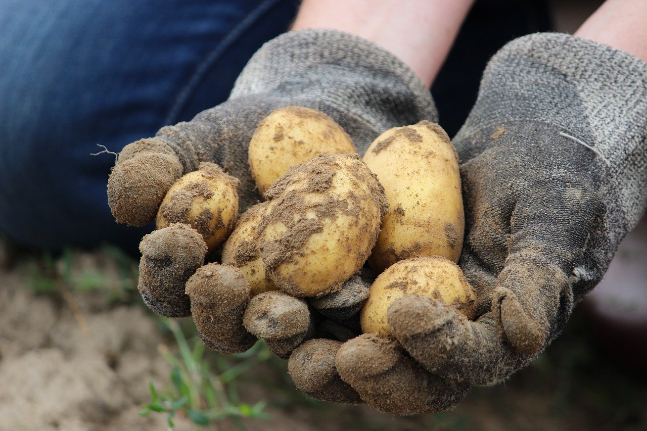 patate