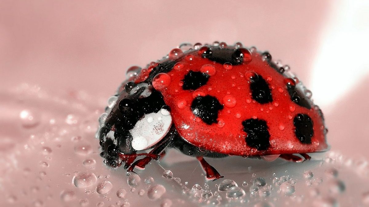 COP15 sulla biodiversità: verso un accordo globale, ma senza soldi
