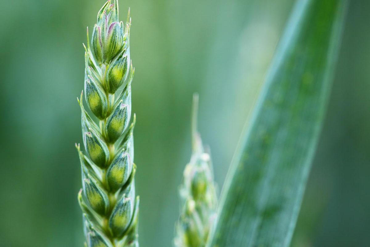 Crisi alimentare: l’UE propone deroghe eccezionali alla nuova Pac