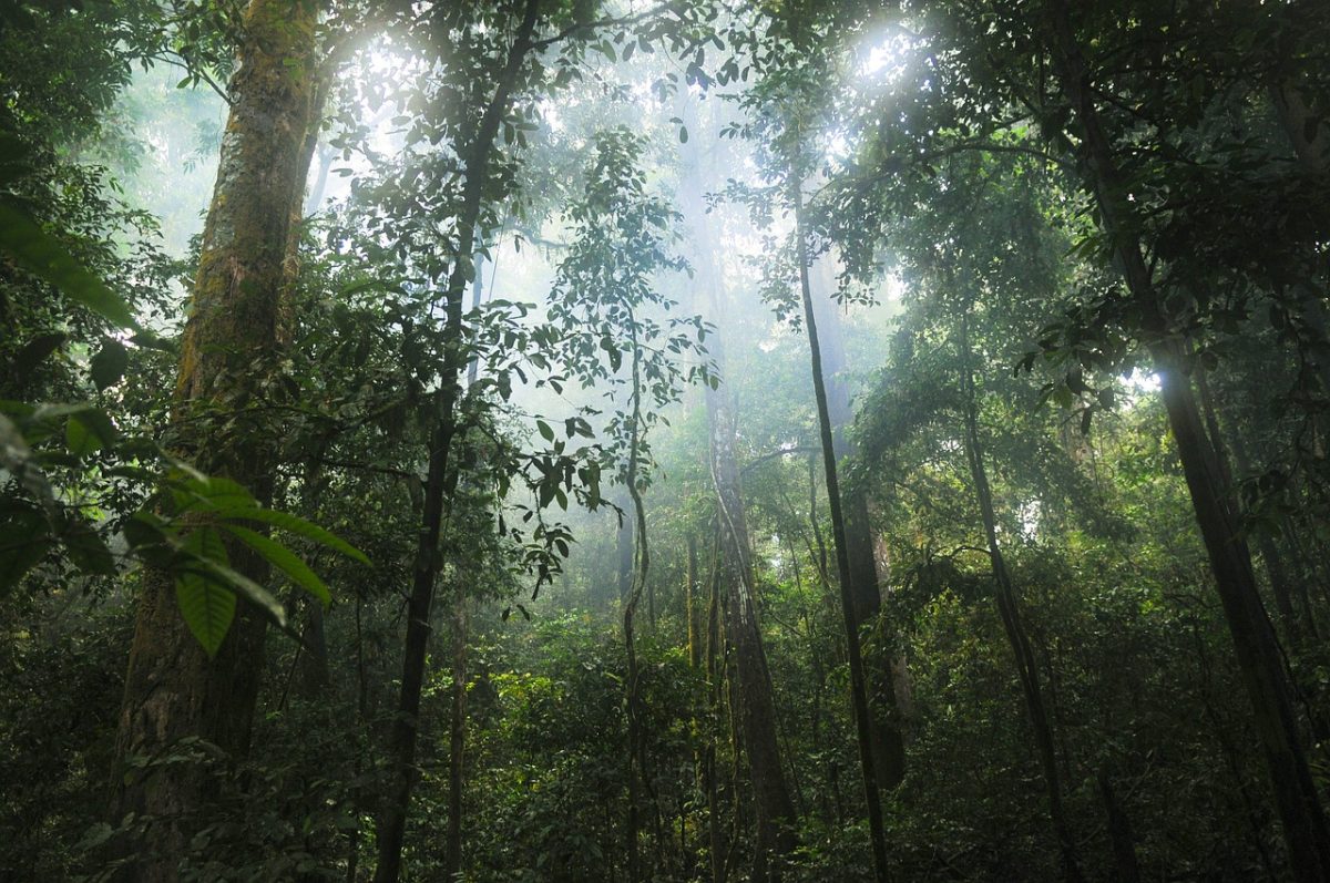 Foresta pluviale amazzonica: più vicino il punto di non ritorno