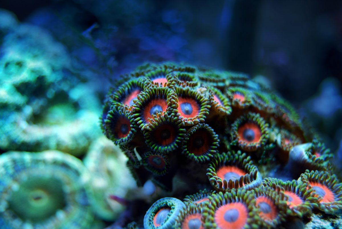 Moria dei coralli: in Australia i mari sono 2-4°C più caldi del normale