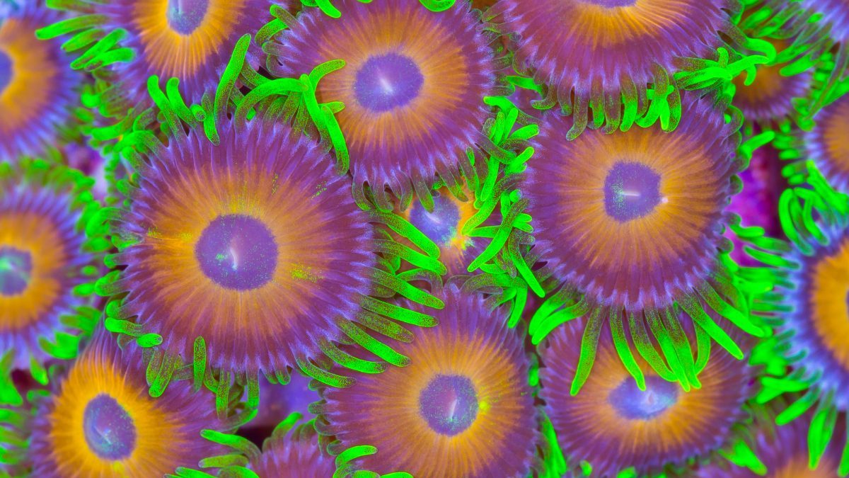 Sbiancamento di massa dei coralli: in corso il 4° bleaching dal 2016