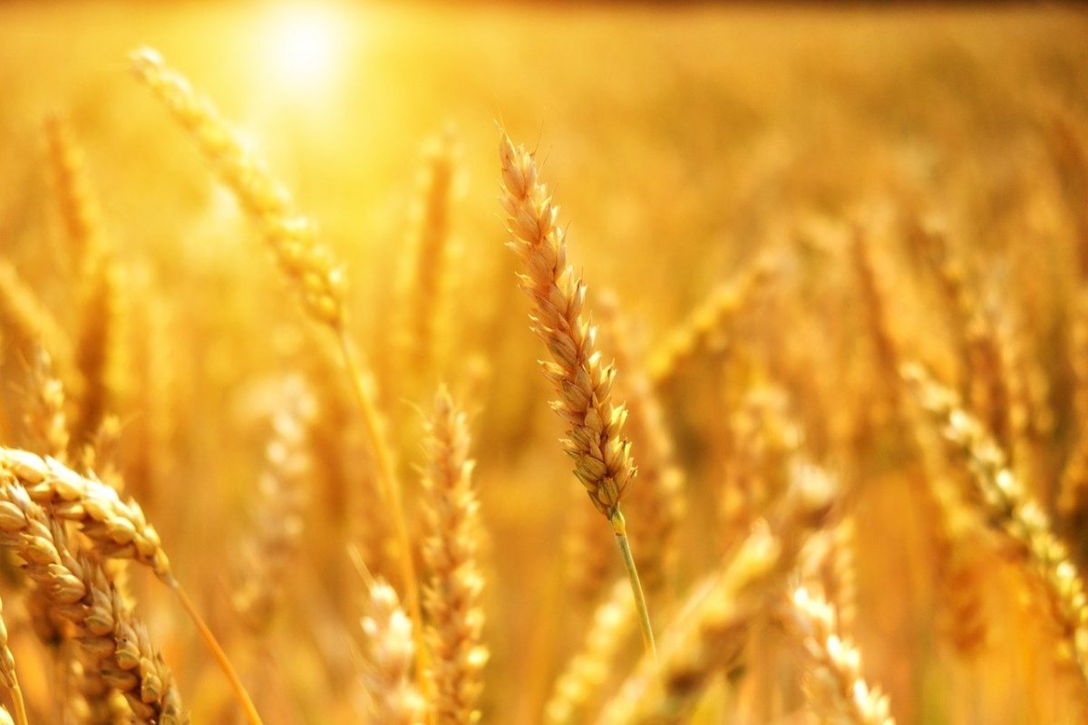 Sicurezza alimentare: la guerra in Ucraina affosserà la strategia Farm to Fork?