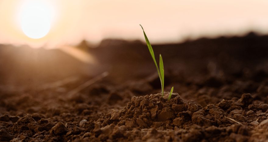 Rinnovabili • agricoltura rigenerativa