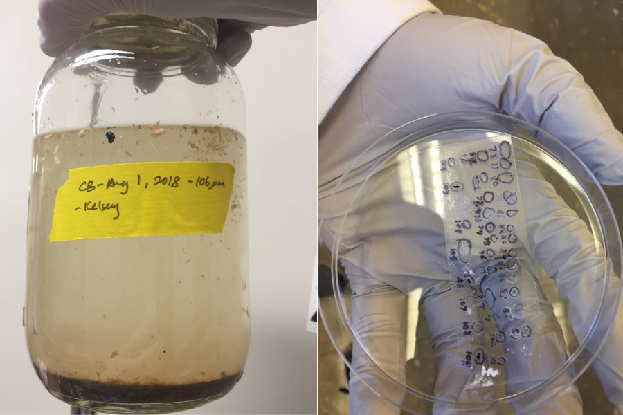 microplastiche