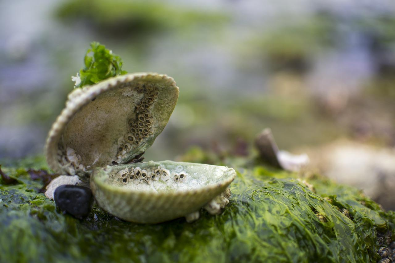 molluschi