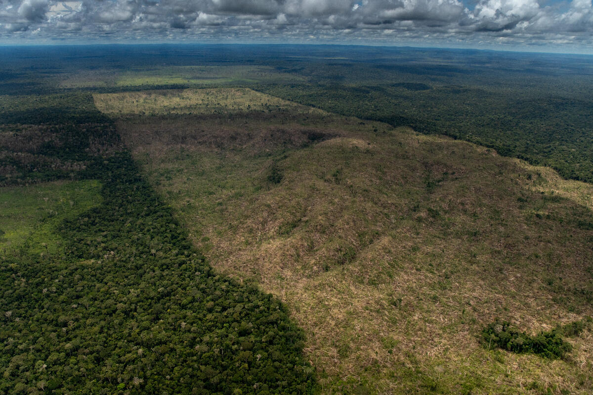 Deforestazione in Brasile: è record, scompaiono 1500 campi da calcio al giorno