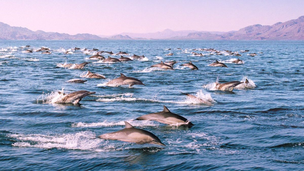Estinzione di massa: oceani a rischio anche in un mondo 2°C più caldo