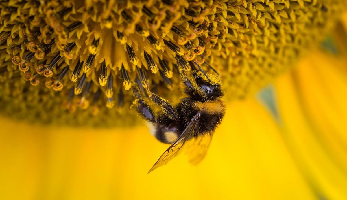 Insetti impollinatori: gli effetti del caldo estremo sulla fertilità