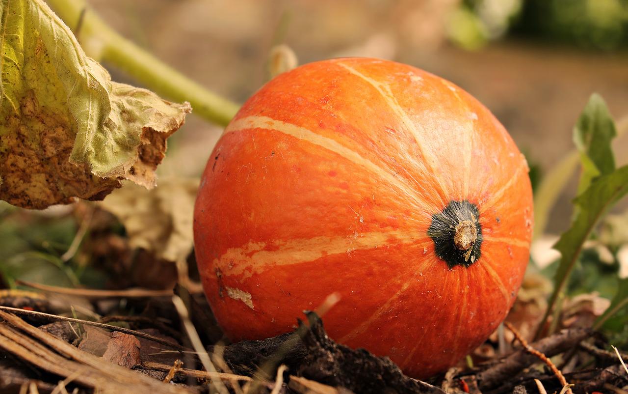 agricoltura biologica