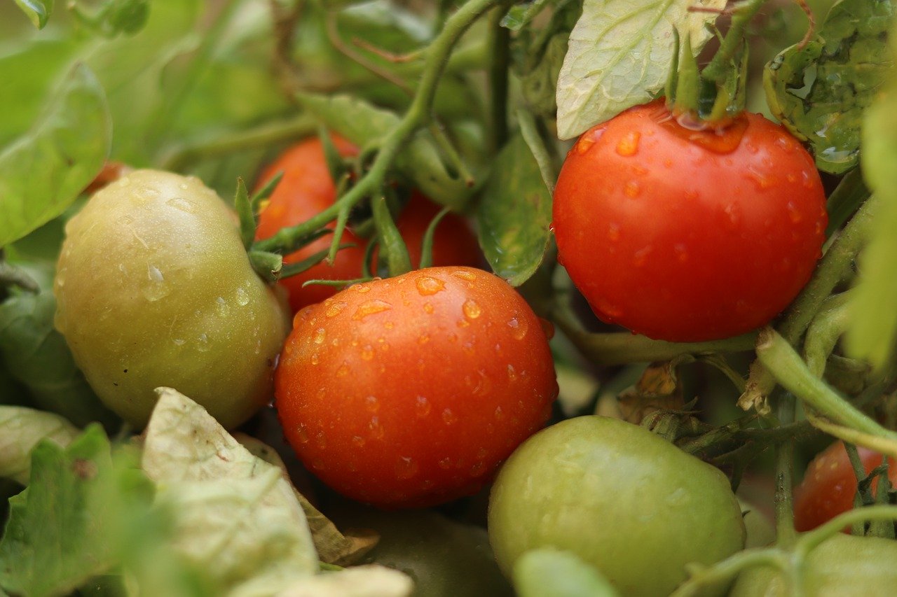 Insetti dannosi per l’agricoltura