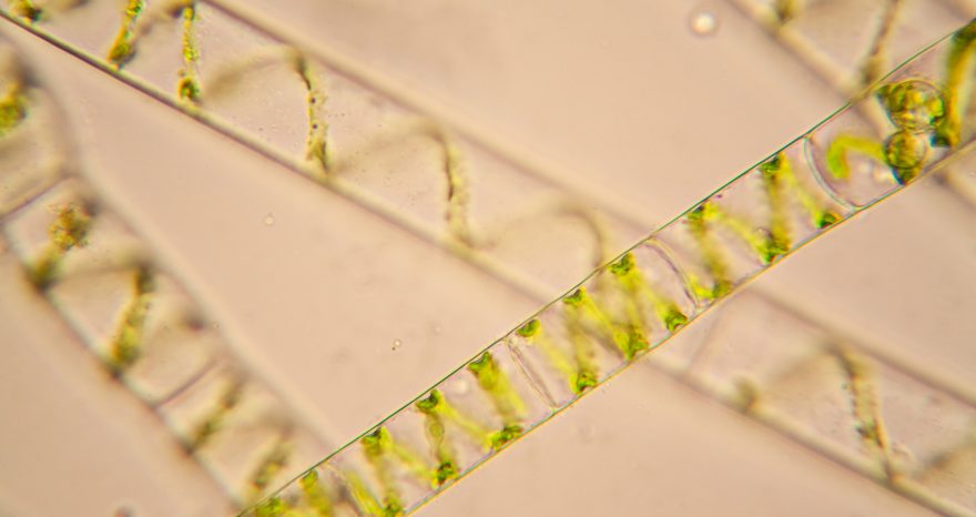 Rinnovabili • Celle solari biologiche