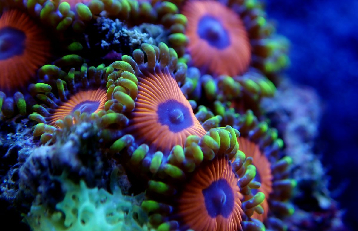 Barriera corallina: lo sbiancamento colpisce il 91% del reef