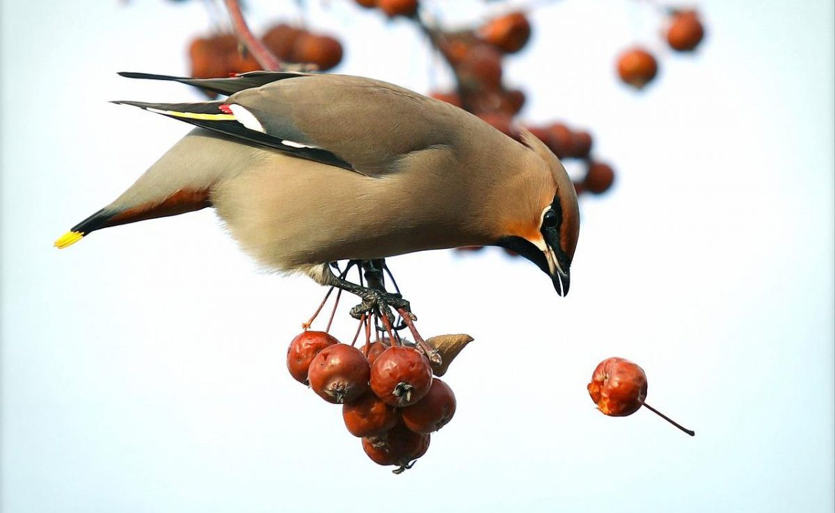 Biodiversità avicola: metà degli uccelli della Terra è in declino